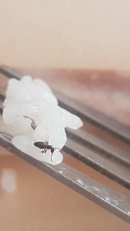 3 Bears Korean Fried Chicken